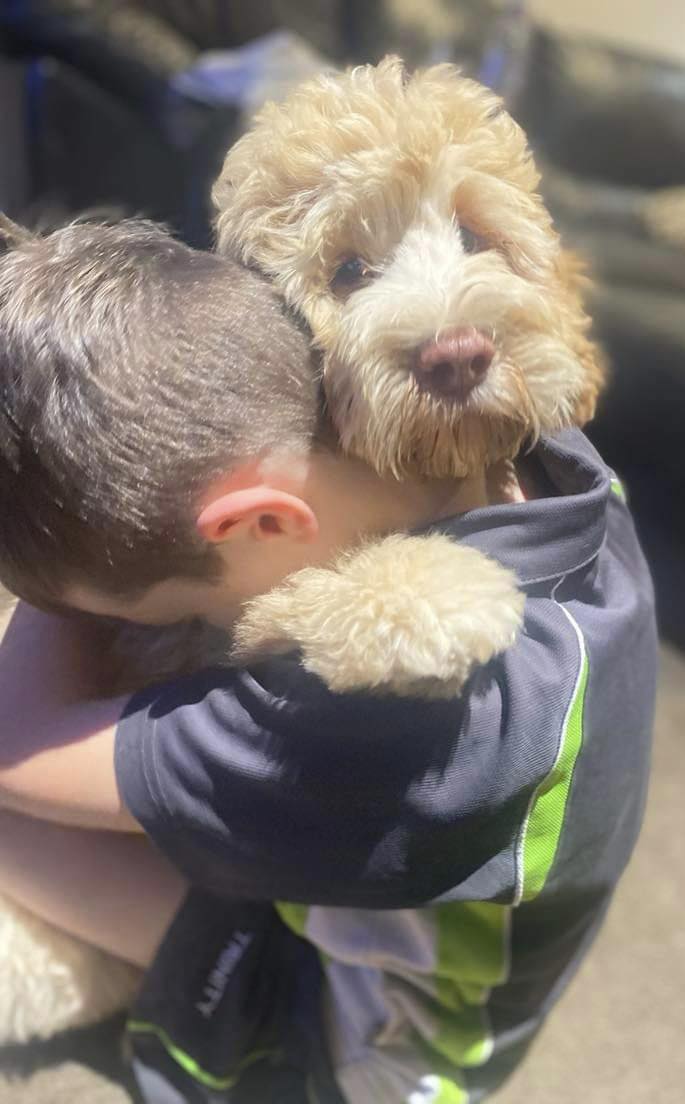 Cobberdogs can be so connected to their humans and Leo has a very special bond with his boy