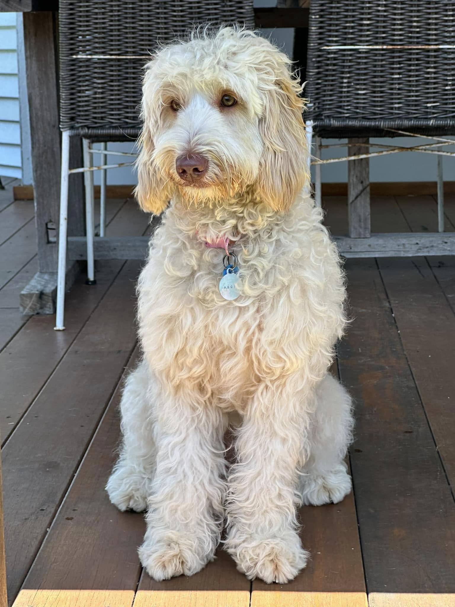 A blonde australian cobberdog with a straight fleece coat. Aggie will be a future mumma dog. She is fully DNA tested nd hip and elbow tested.