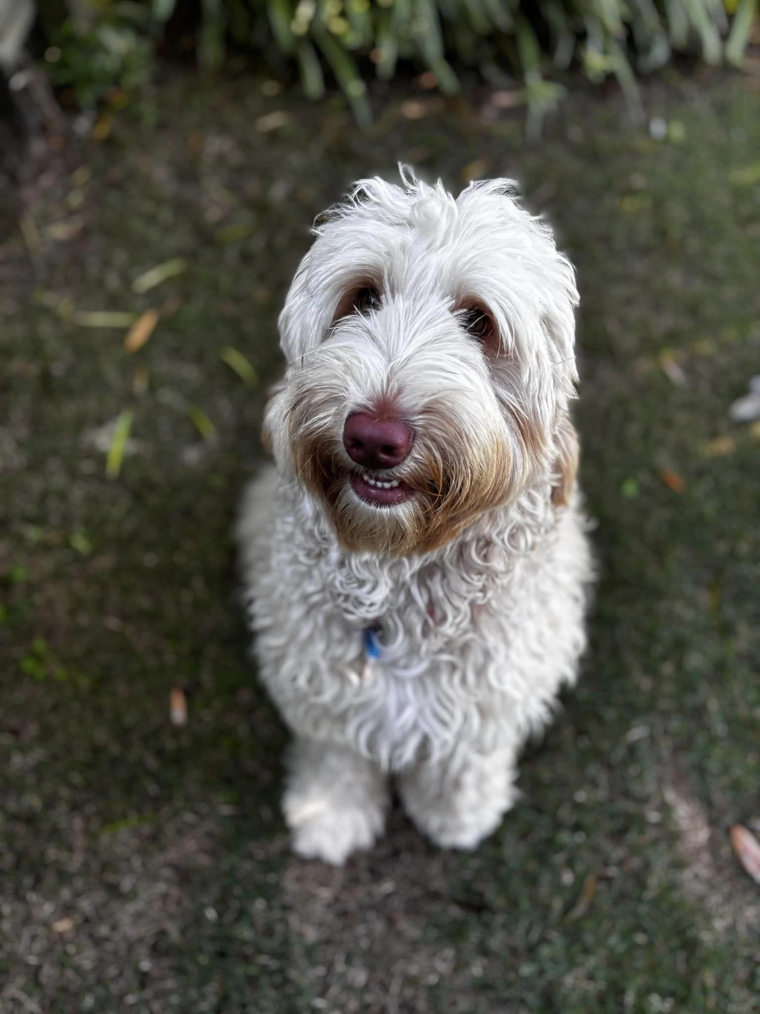 Aggie a beautiful blonde straight coated medium cobber. Showing us her smile.