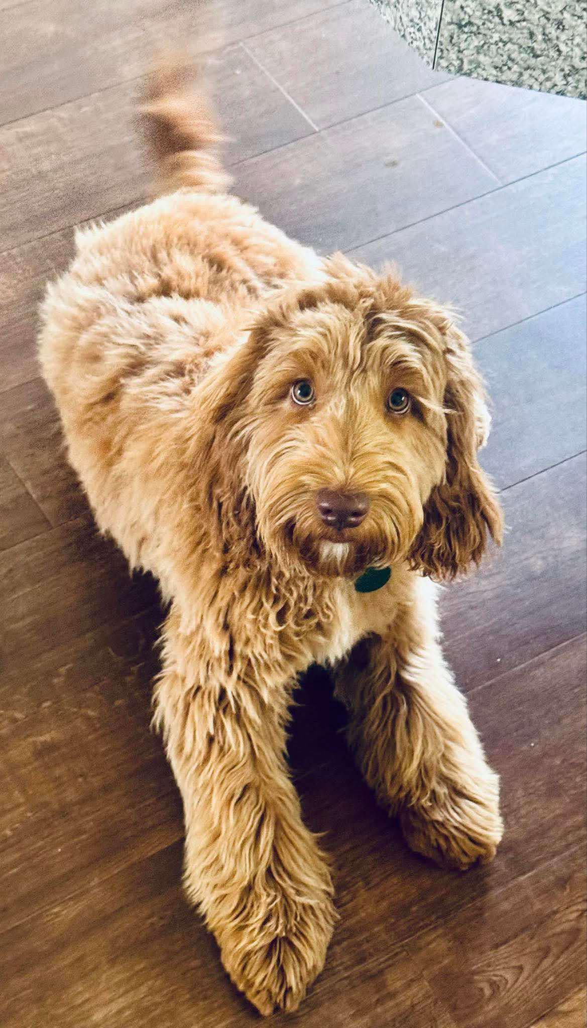 Scawoo Your Teddy Bear aka Ted a gold rose australian cobberdog, small med, Straight coat