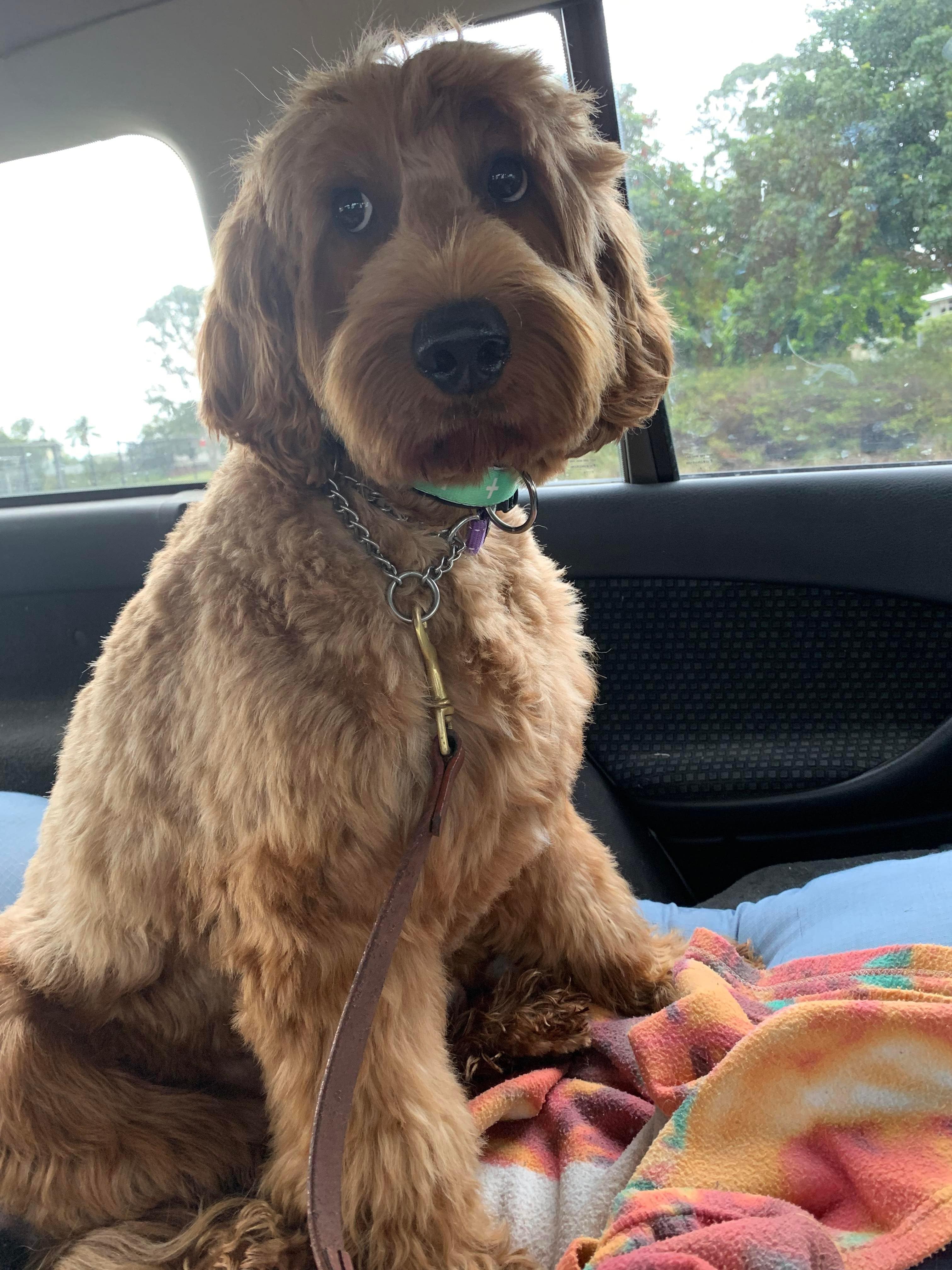 Asa has a beautiful gold straight coat which is still like a puppy coat even though he is mature.