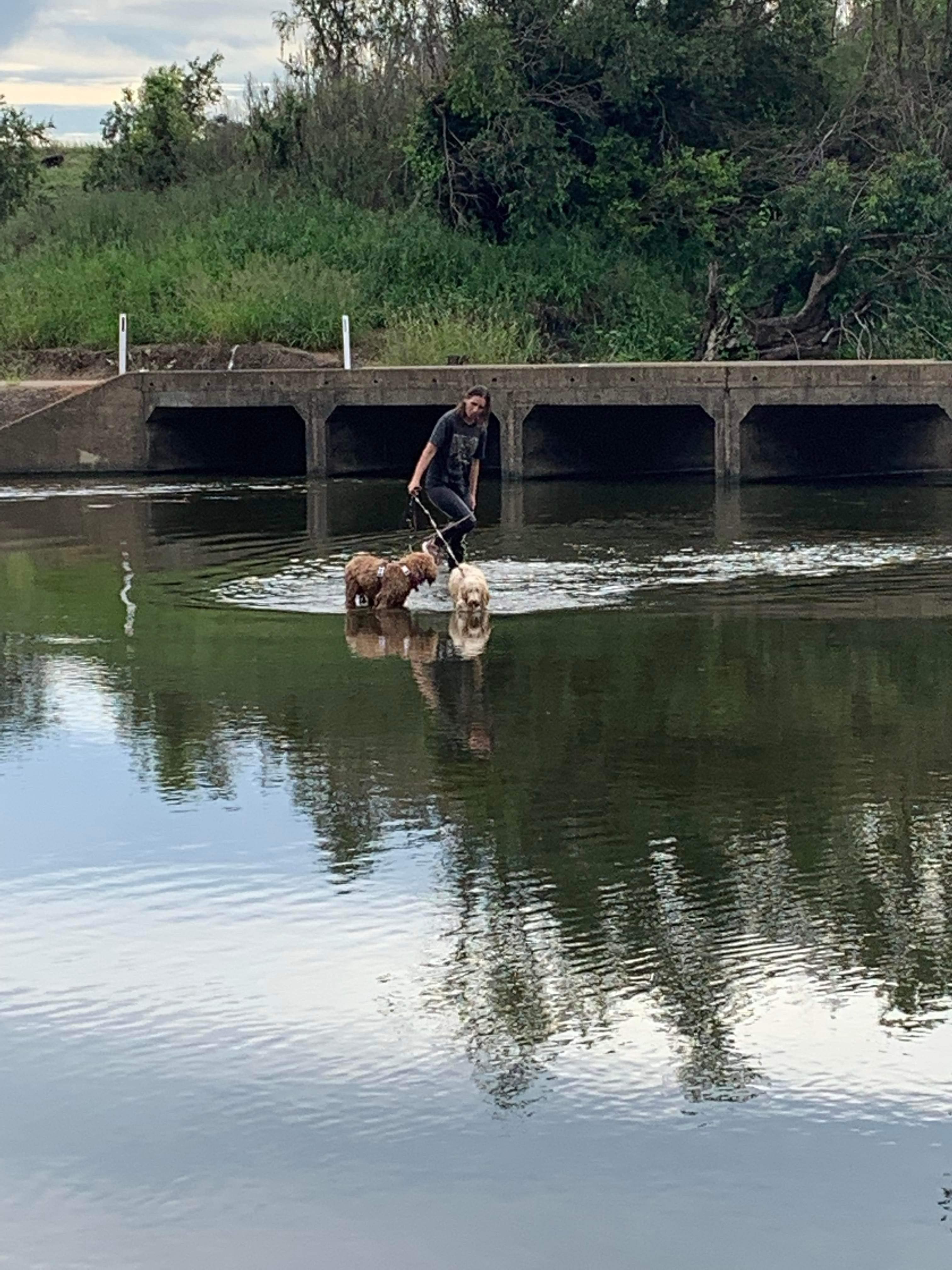 Asa and Jagger at the river. Jagger is a blonde small medium cobberdog and Asa is a gold medium cobberdog. Australian cobberdogs enjoy adventures.