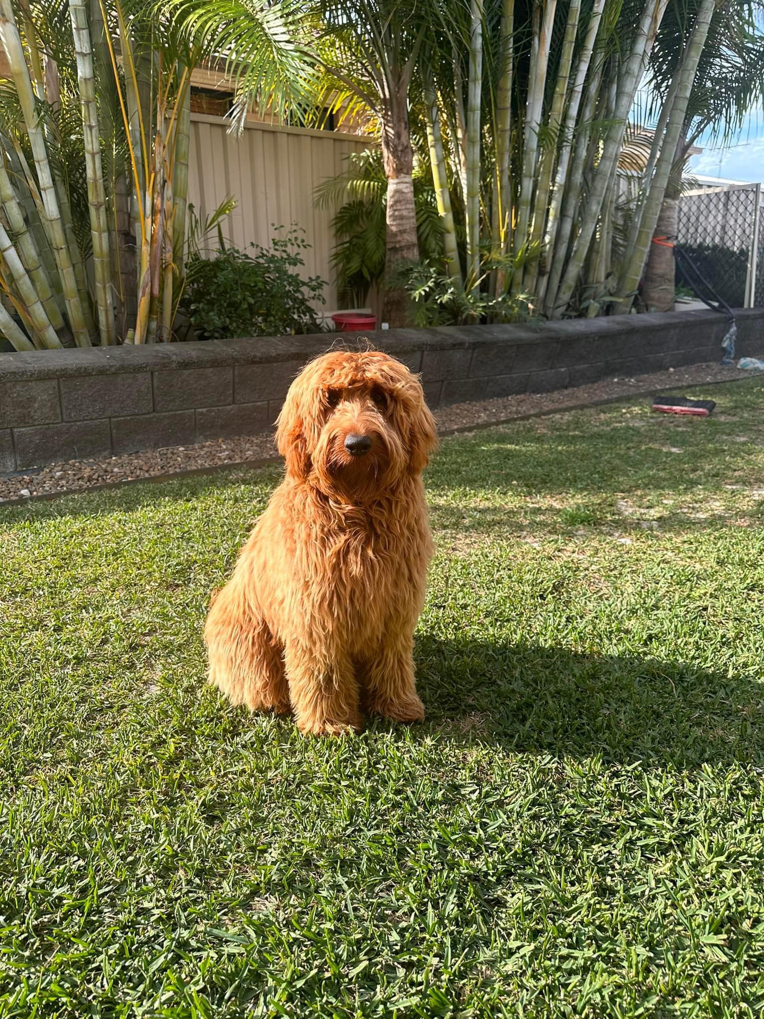 A blonde australian cobberdog with a straight fleece coat. Aggie will be a future mumma dog. She is fully DNA tested nd hip and elbow tested.