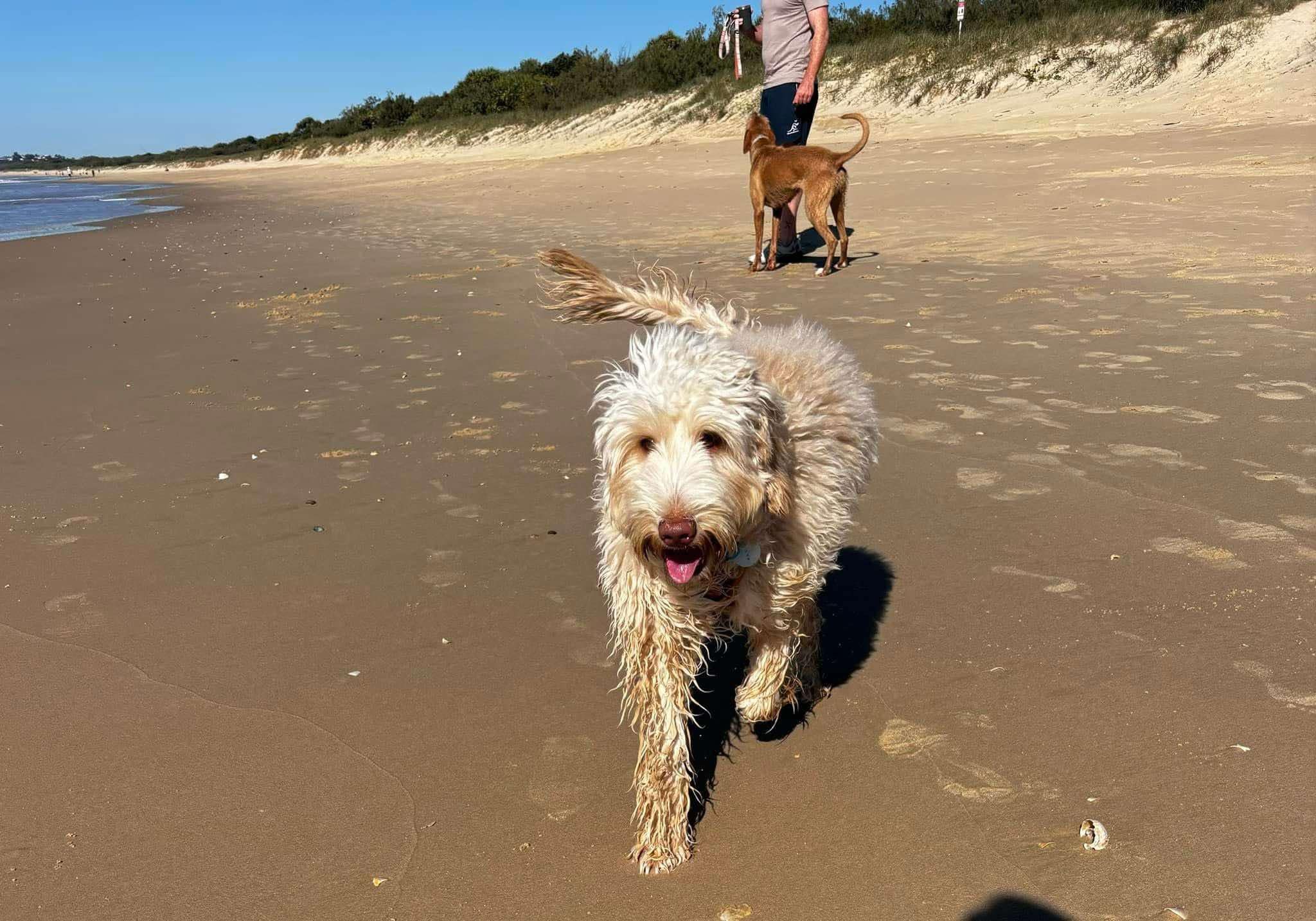 Most cobberdogs love the beach and Aggie is no exception. She loves the water and to play ball.