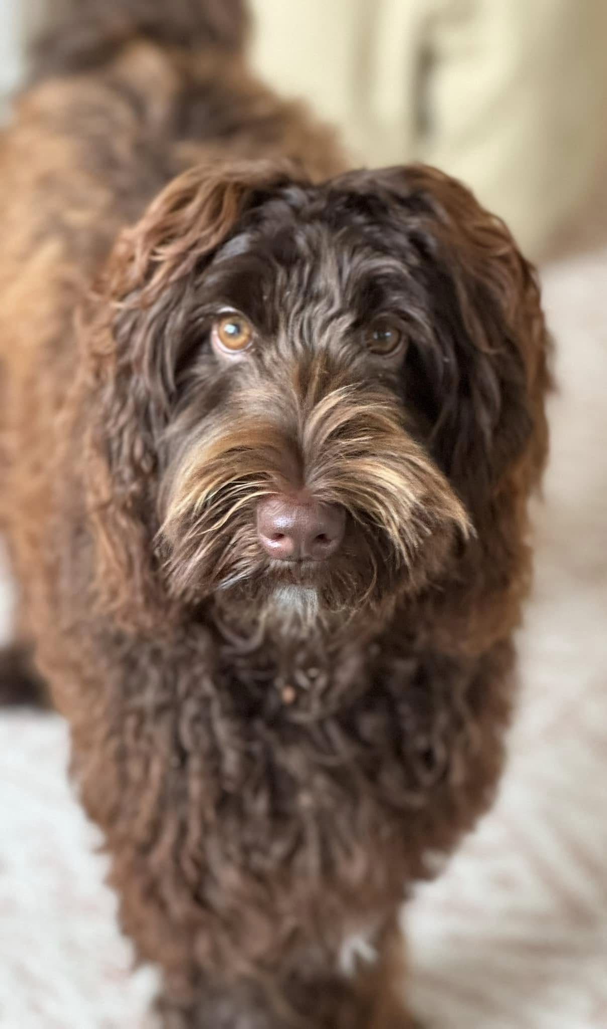 Beautiful gracie is a small medium sized cobberdog. She has a beautiful straight brown fleece coat that falls in gentle waves. She's joyful, smart, sweet & kind