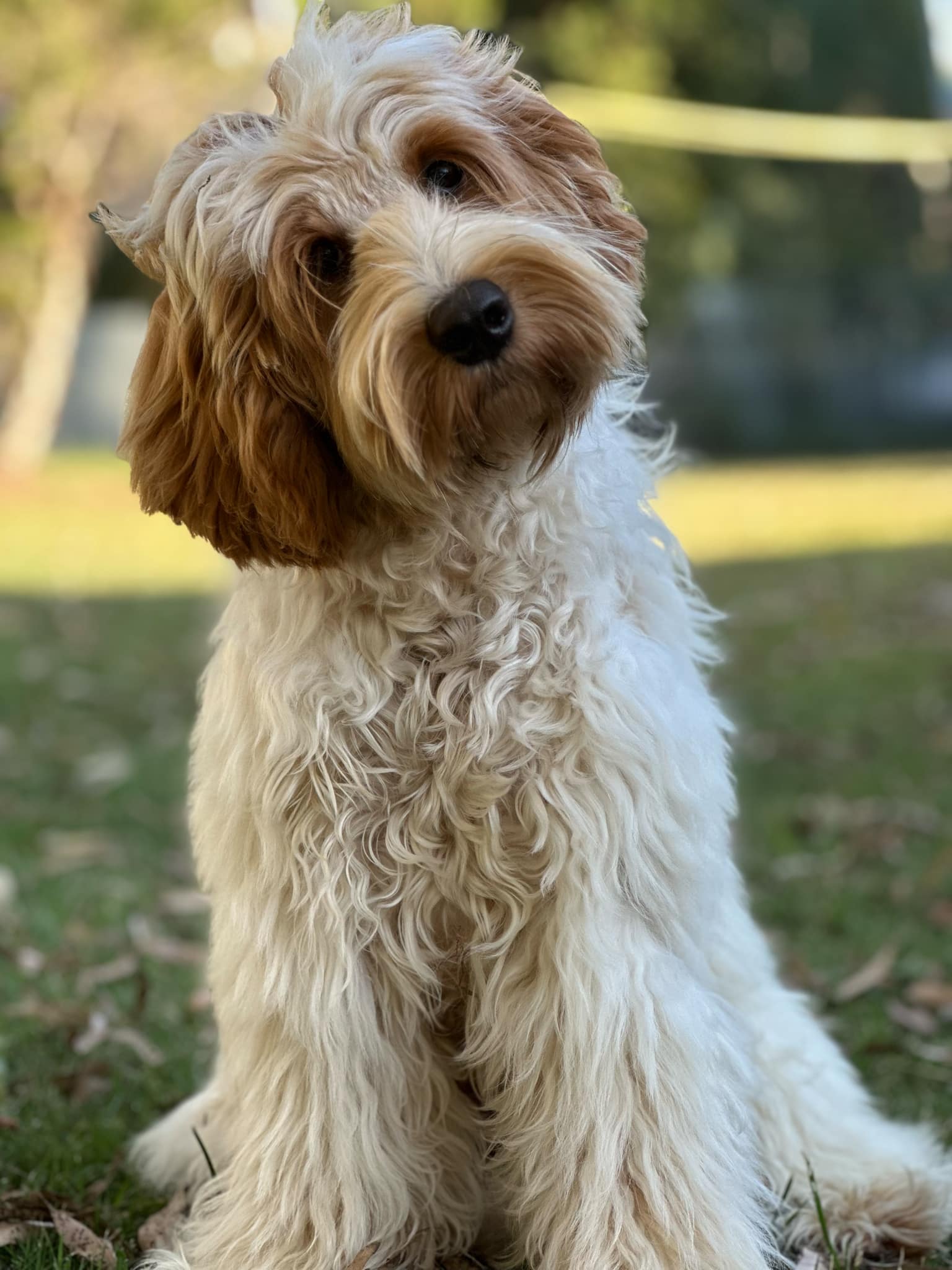 Scawoo Axl Rose aka Axl. Axl is a gold parti cobberdog and is Happy's brother.
Axl has a straight coat and black pigment and will be a medium