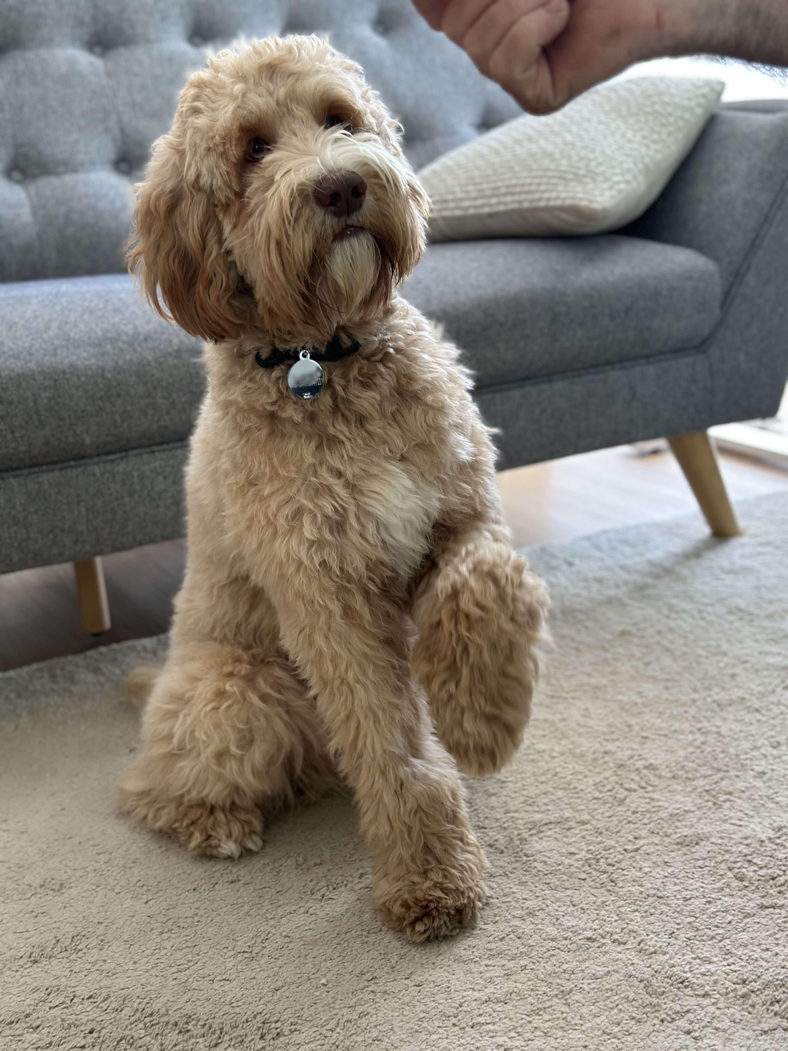 Scawoo Your Song/Archie is a beautiful caramel cobberdog. Archie has some white markings as he carries parti, he has liver pigment and light eyes. Large medium