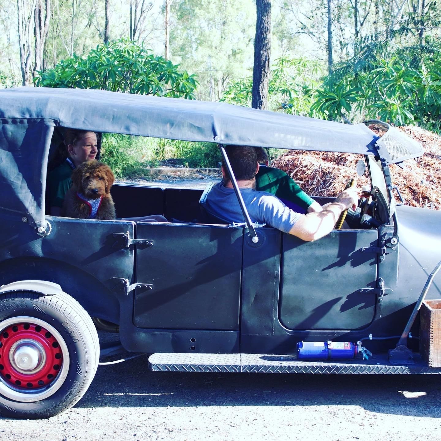 Rhapsody after a drive in the ratrod. They love the open roof concept and wind in their face