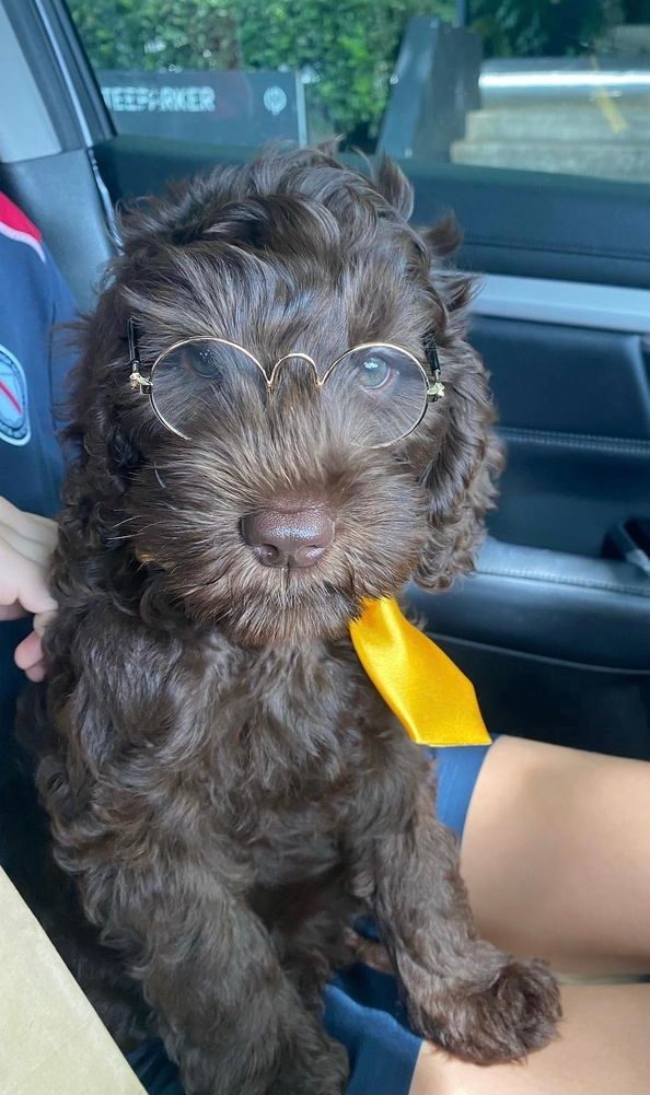 Gumphrey as a pup was happy to play dress ups. He is very social