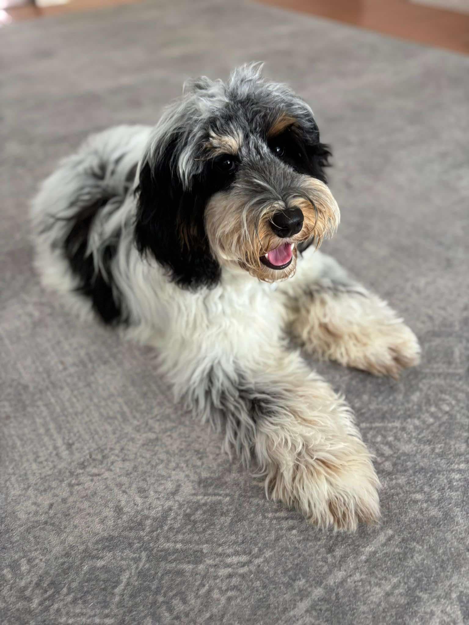 Scawoo Happy aka Happy a black parti phantom australian cobberdog. Happy has a straight coat and will be a medium in size. Happy brings new bloodlines