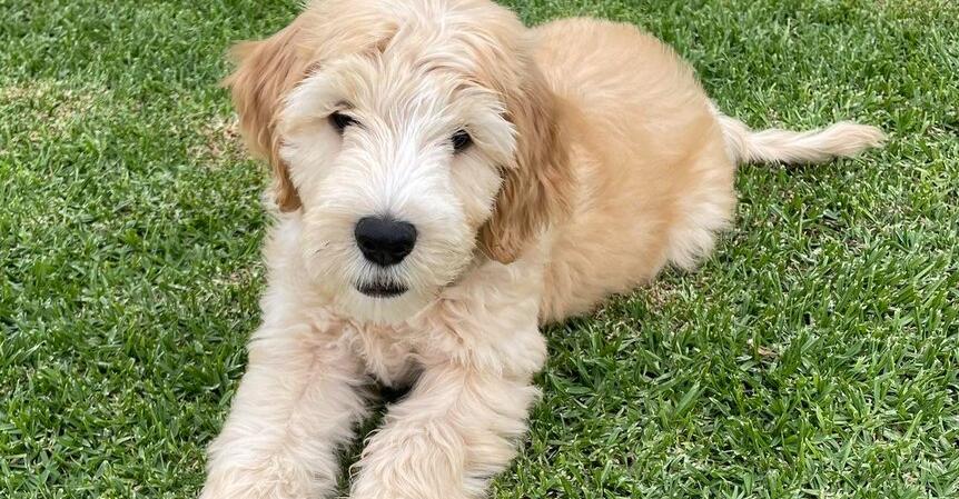 Scawoo Murphy My Mate works in a south australian school and adored by both teachers and children