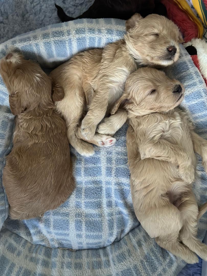 Three in the bed and the little one said, roll over. Gorgeous cobber puppies, blondes and a red.