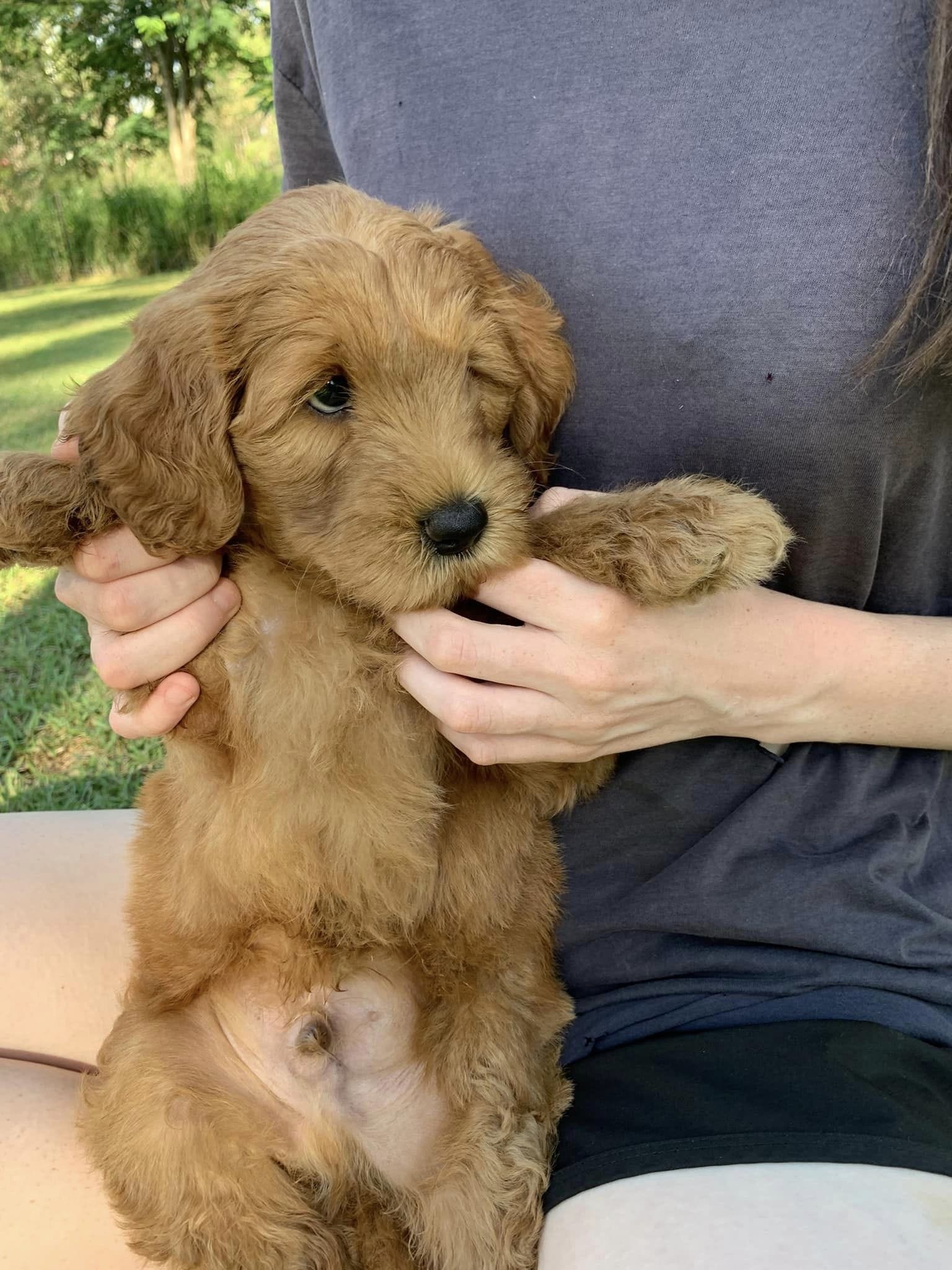 a red cobberdog puppy who loves to be touched and cuddled