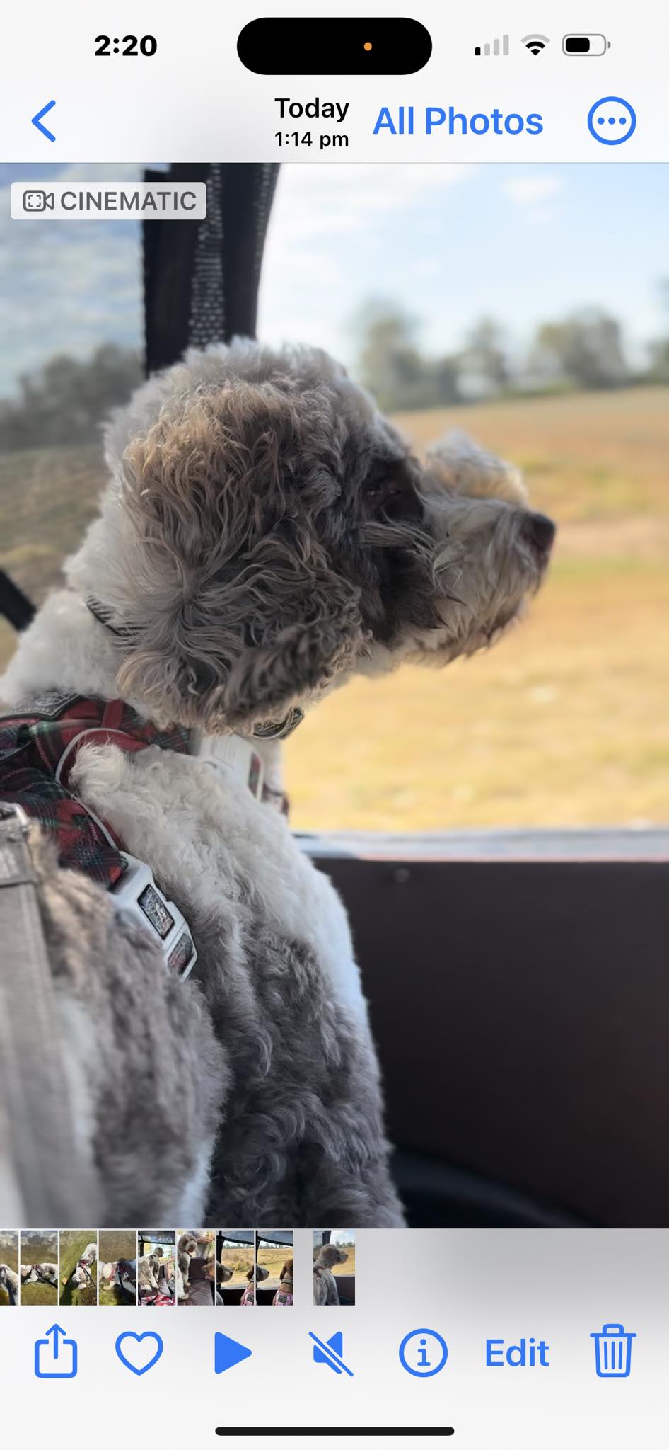 Zorro loves the ratrod as its open roof and he loves the wind in his face