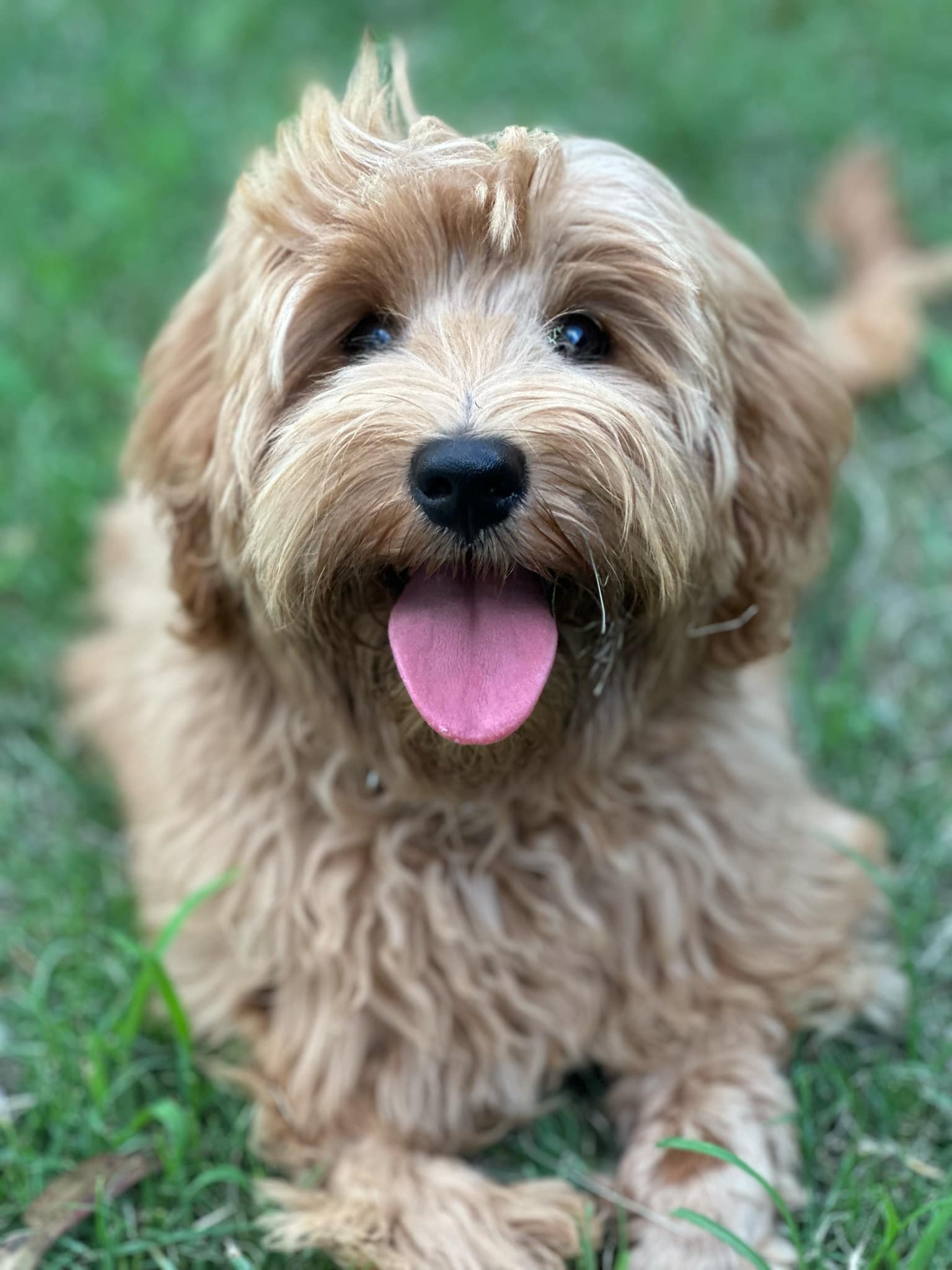 Honey is an adorable miniature cobberdog. Her tiny size is packed with amazing cobberdog traits. Sweet, affectionate and friendly with a straight gold coat.
