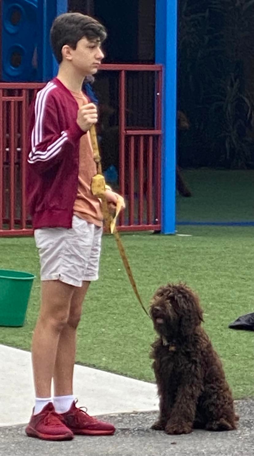 Gumphrey a chocolate cobberdog does training at Bonnies Obedience every saturday and is a star pupil