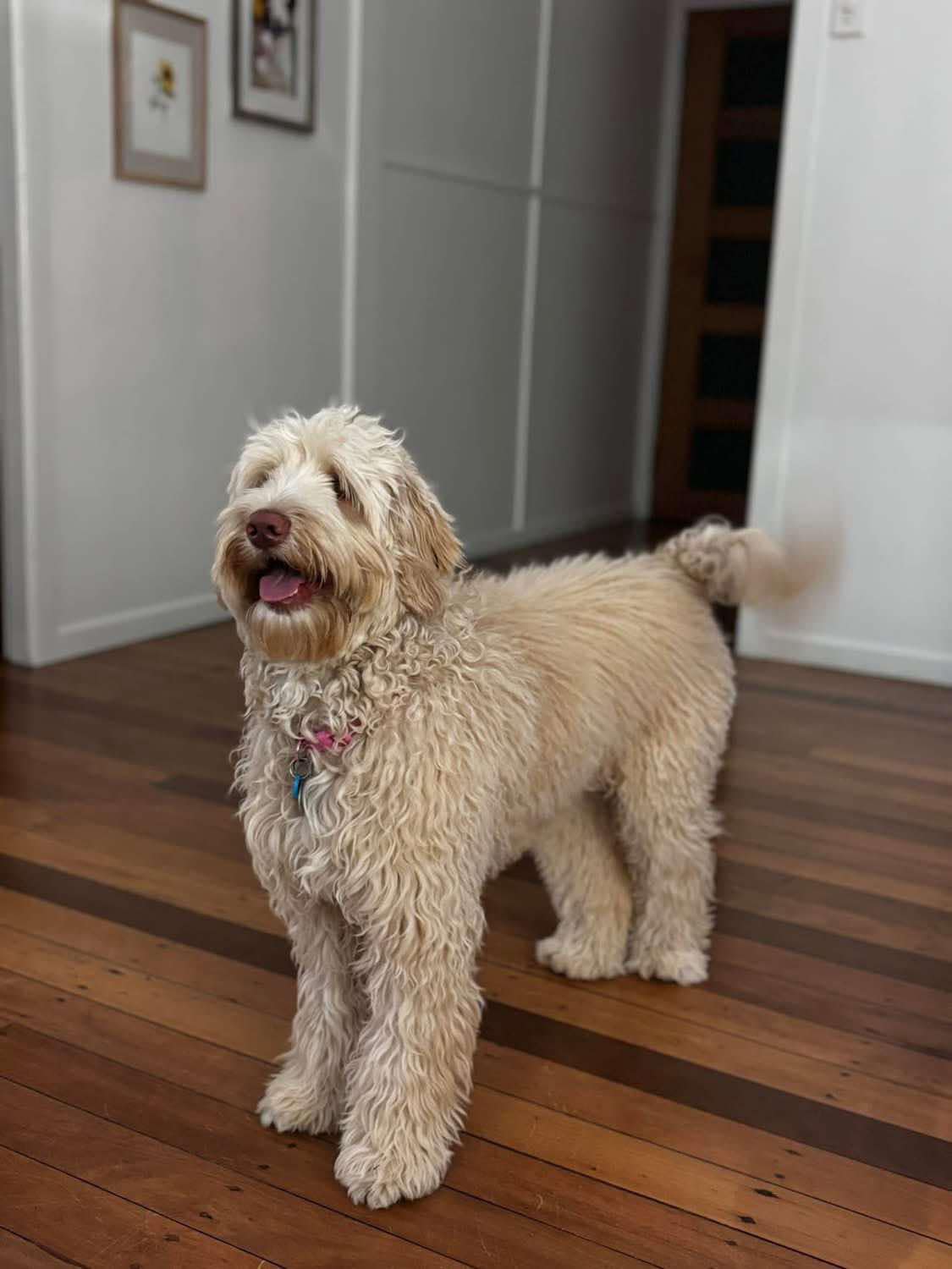 Aggie showing off her lovely straight coat. Focussed on her human, she is very connected.