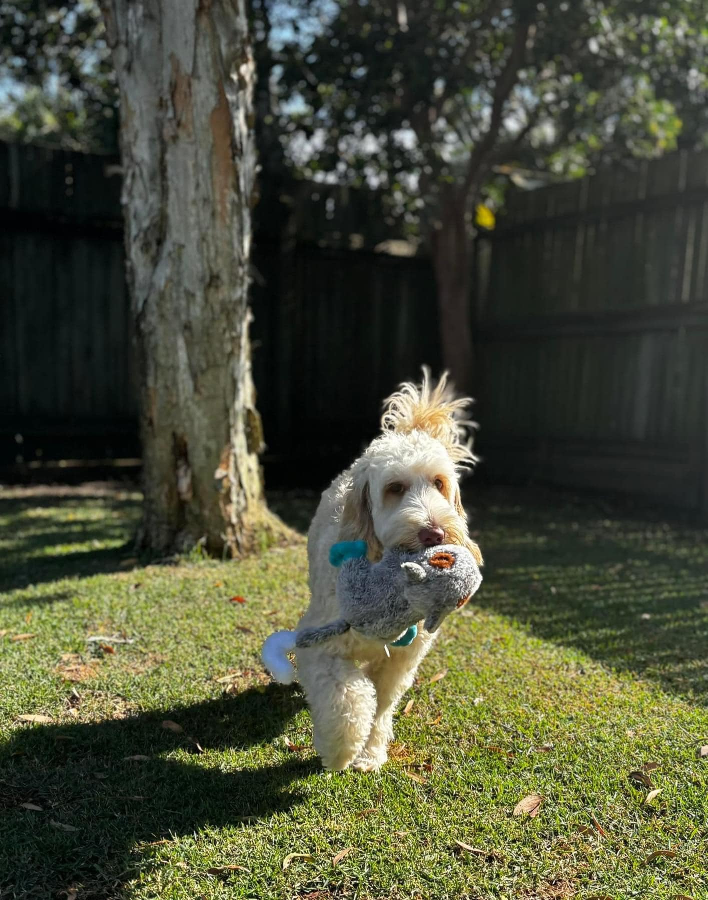 Aggie enjoys playing with her toys. Aggie is a blonde cobberdog with liver pigment and light eyes
