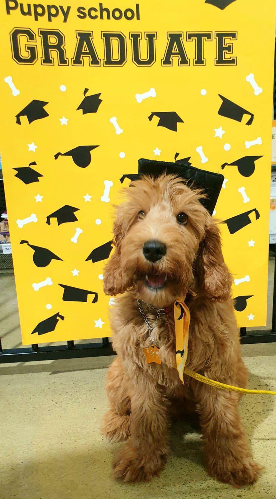 our guardian breeding female, Scawoo Lily of the vally aka lillibet after she graduated puppy school