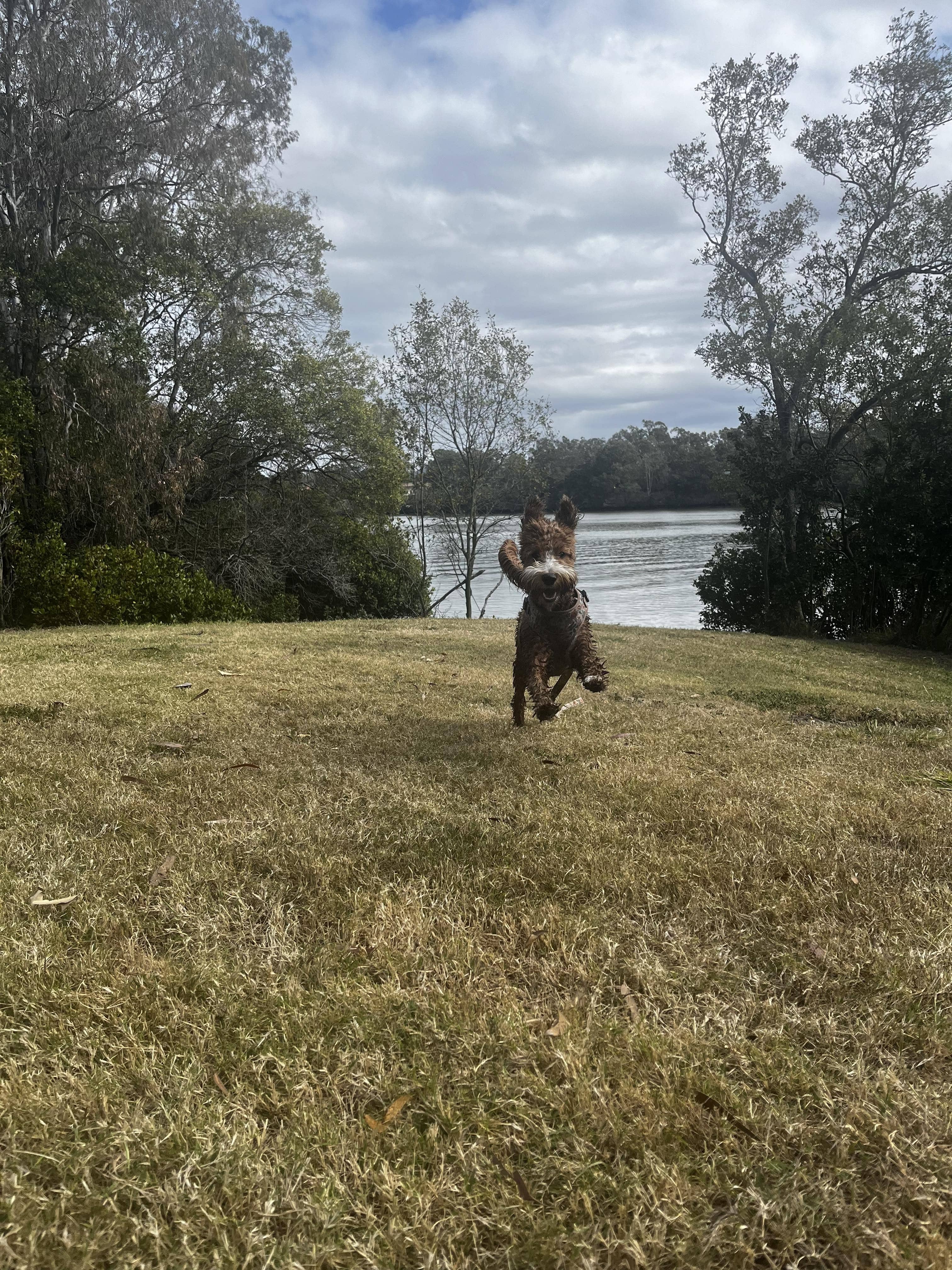 Astrid a guardian breeding girl. Scawoo goodbye Astrid Goodbye, running towards her owner. This girl is pure joy