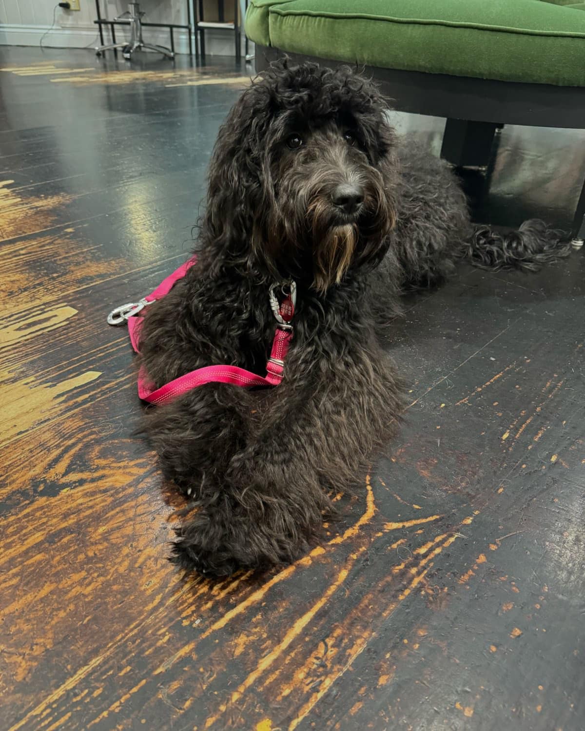 Scawoo Millie is a glorious standard sized australian cobberdog. She truely is a sight to see, with her sleek shiny raven coat and her temperament is on lovely.