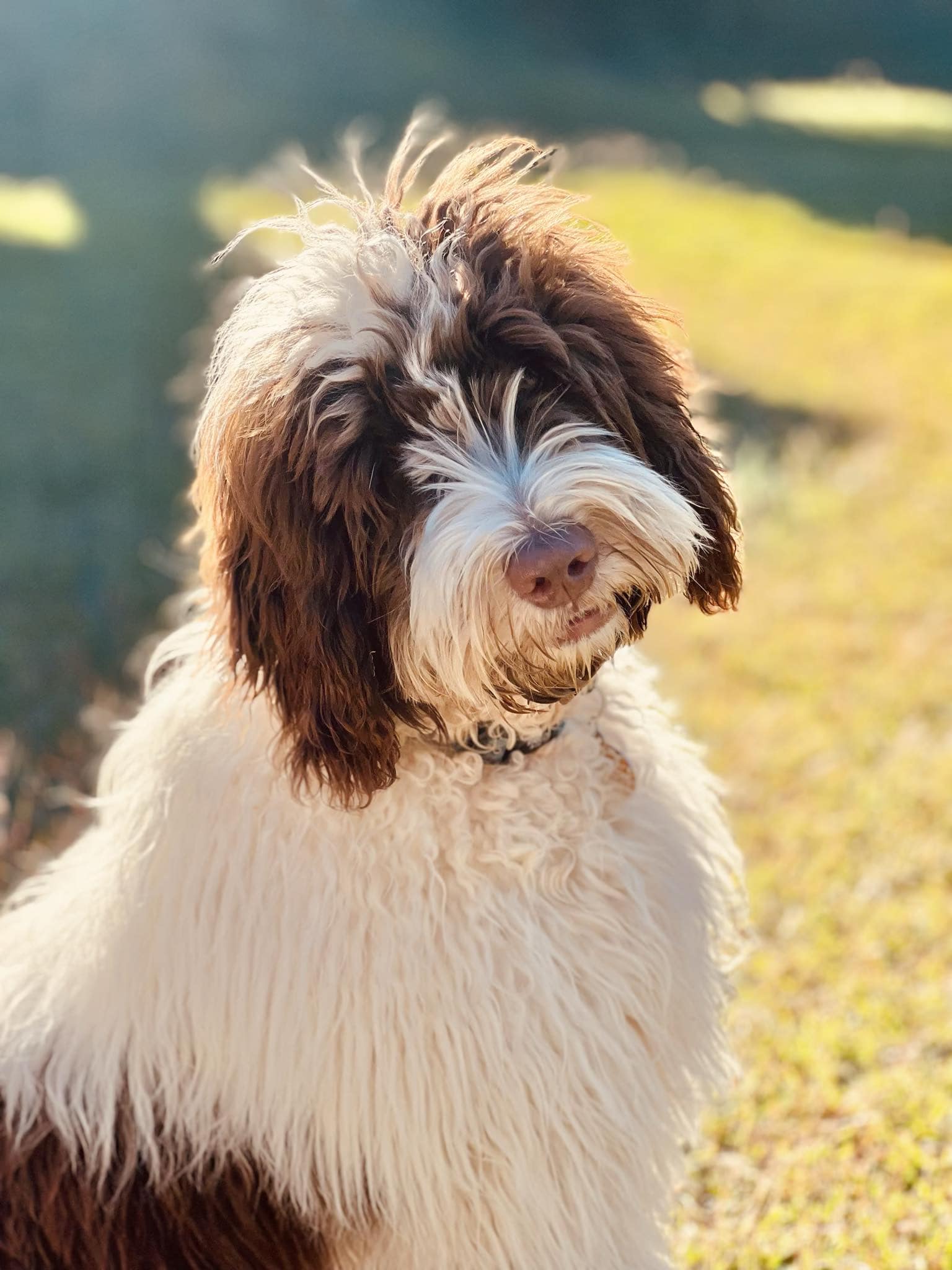 Scawoo Parti Rock anthem aka Cookie
Medium sized brown parti coloured cobberdog. Cookie has a therapy temperament just like his dad Rutlands Show Stopper/ Zorro