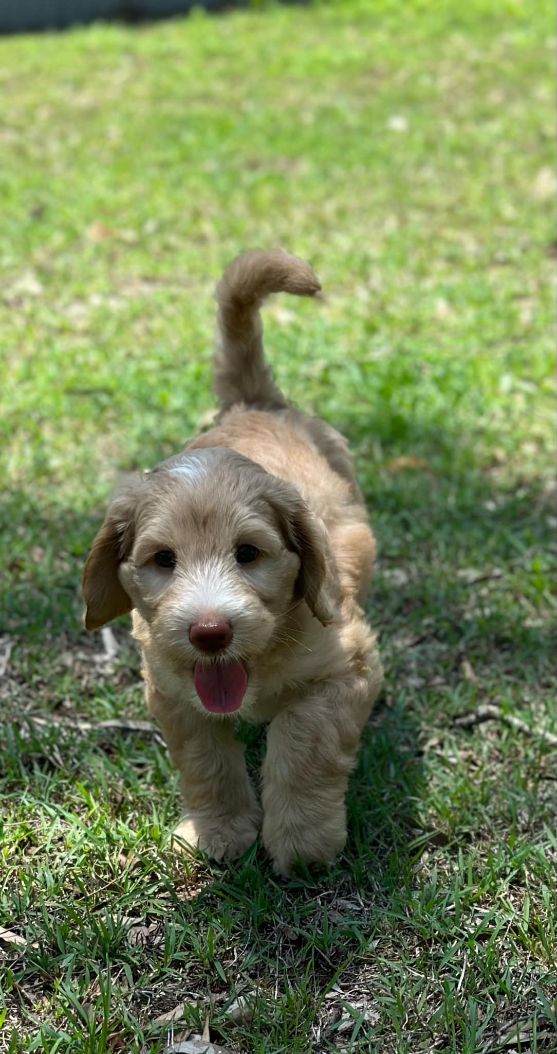 Aggie was a golden cobberdog puppy with white markings