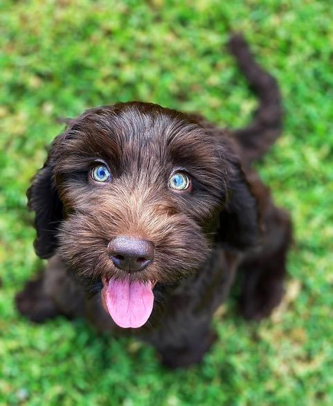 Cobberdog puppies with liver pigment will start with blue eyes and change. When a chocolate puppy has very bright blue eyes striking green eyes often follow