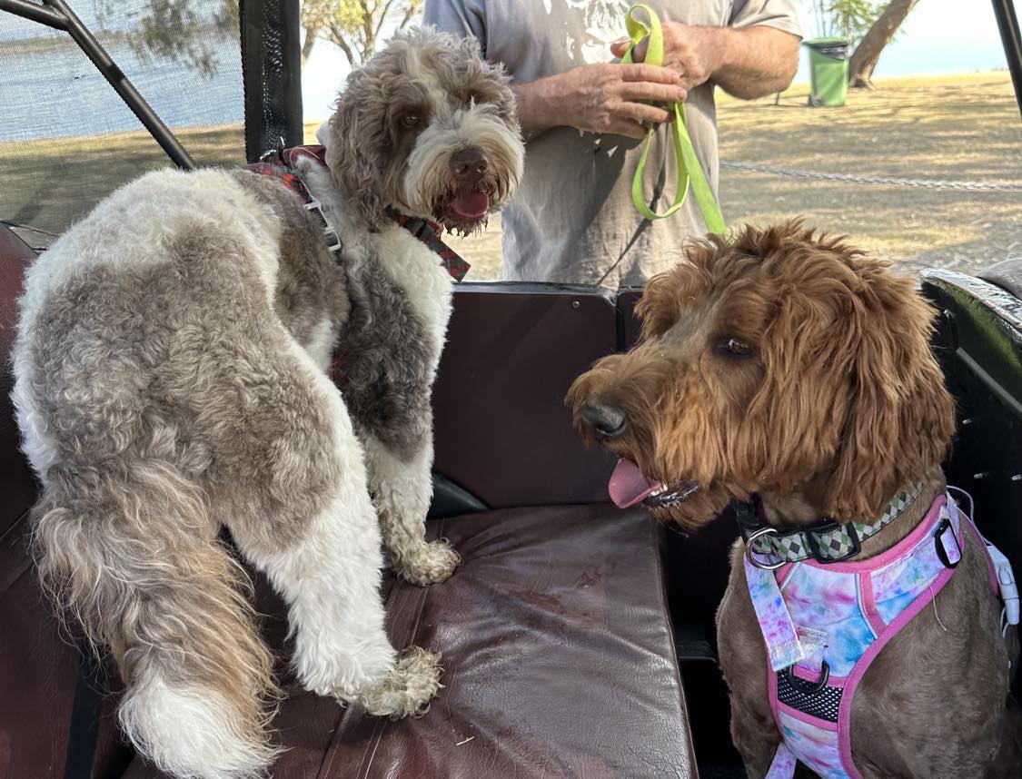 Rhapsody and Zorro enjoy the wind in their faces travelling in the ratrod