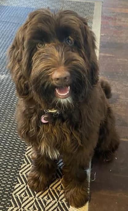 Kirra is a brown australian cobberdog. Kirra is friendly and affectionate and is a small medium sized cobberdog. She has a low density straight coat.