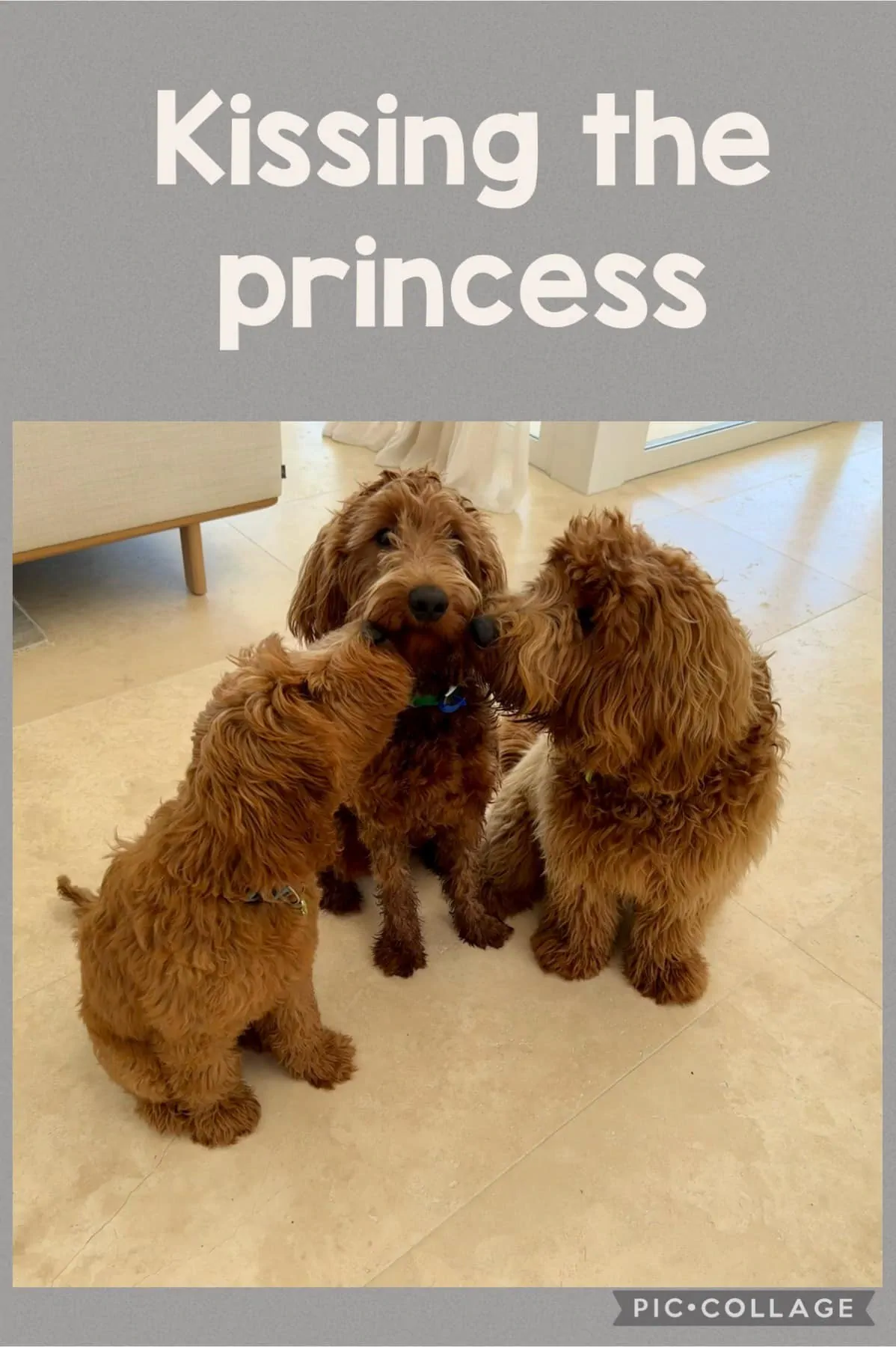 Taiki is pictured with his two olde siblings. Taiki is on the left and has a beautiful straight coat. Taiki loves other dogs.