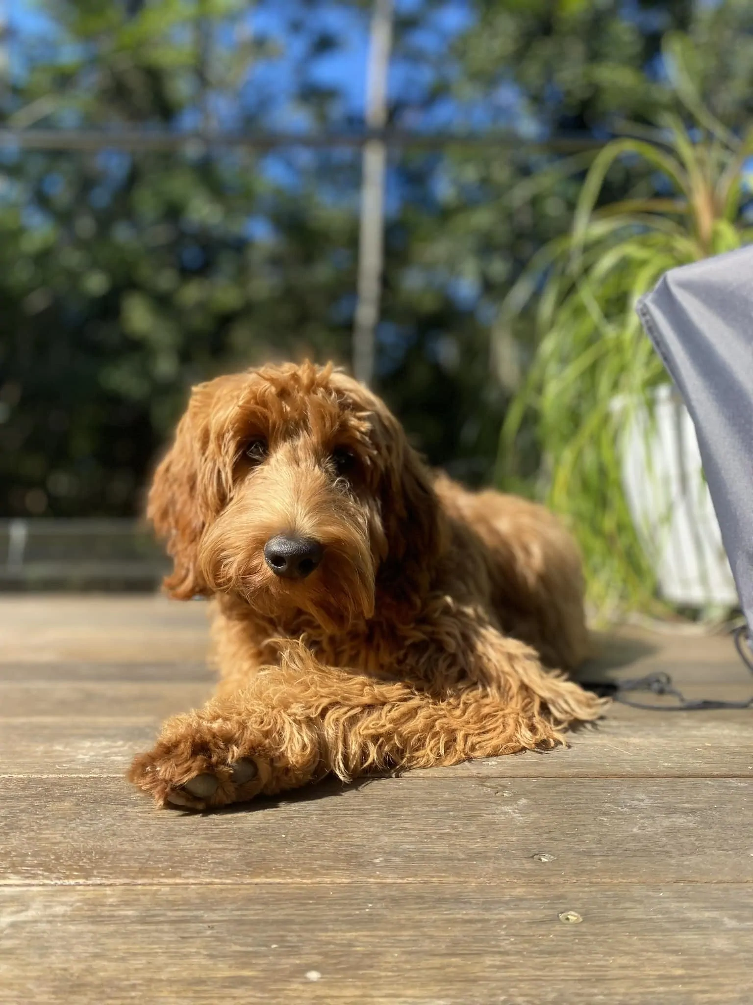 Taiki on the deck at his Coolum home. A medium red cobberdog that loves beach runs and swimming