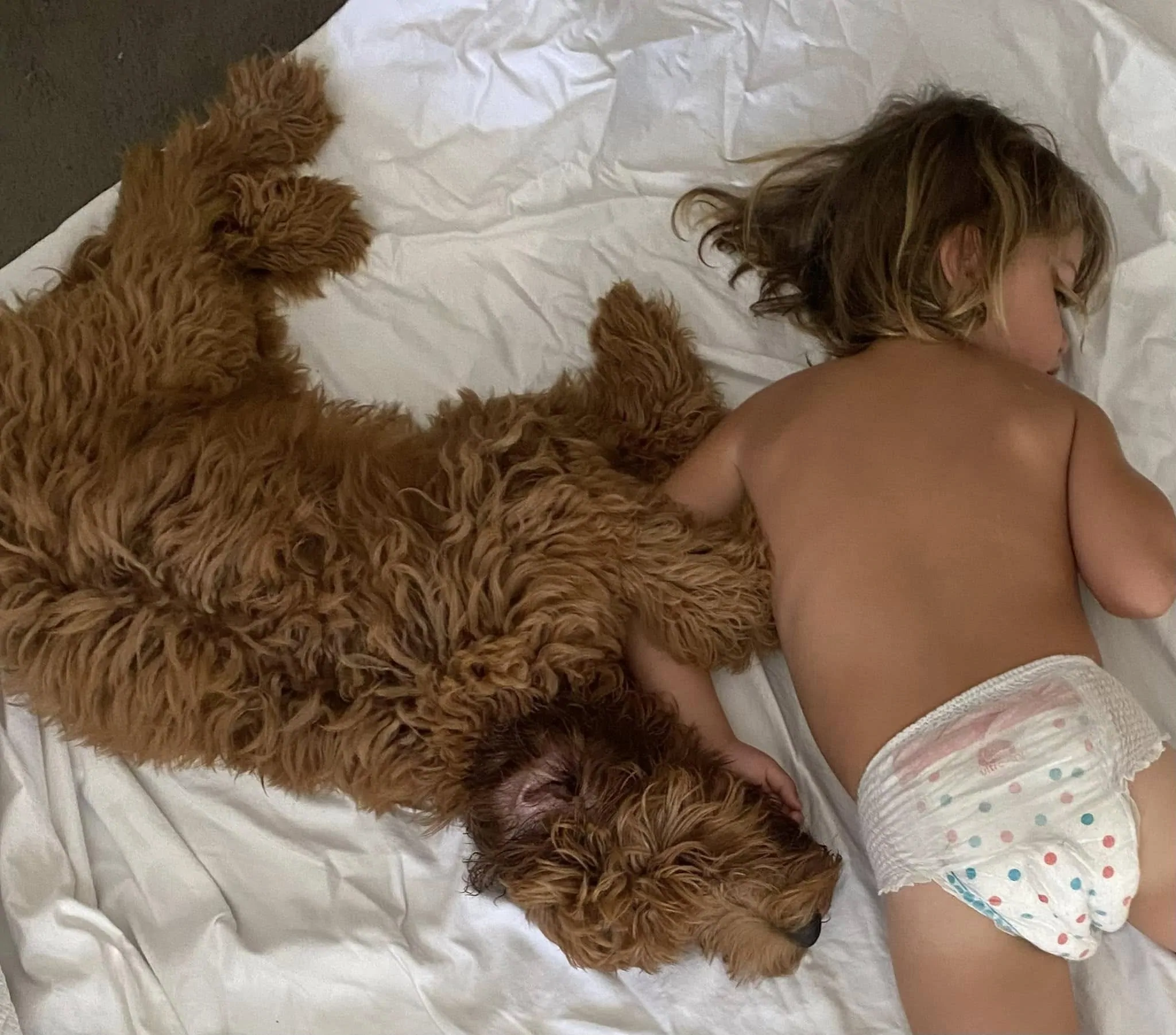 Scawoo We Will Rock You aka Taiki a medium red cobberdog cuddling a young child.